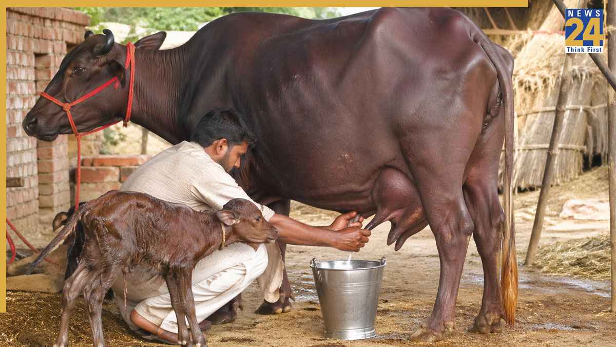 COW MILK.jpg