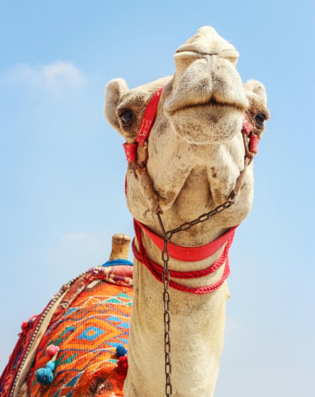 Oontni Ka Doodh Meetha-1-2-3-4-5-6-7