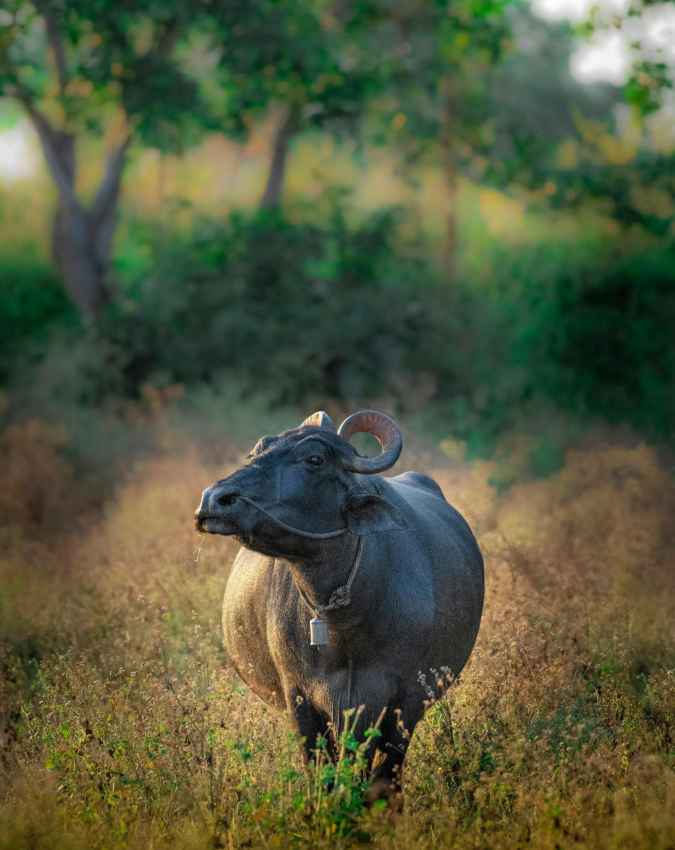सिर्फ दूध ही नहीं, इन चीजों से भी हो सकती है कमाई