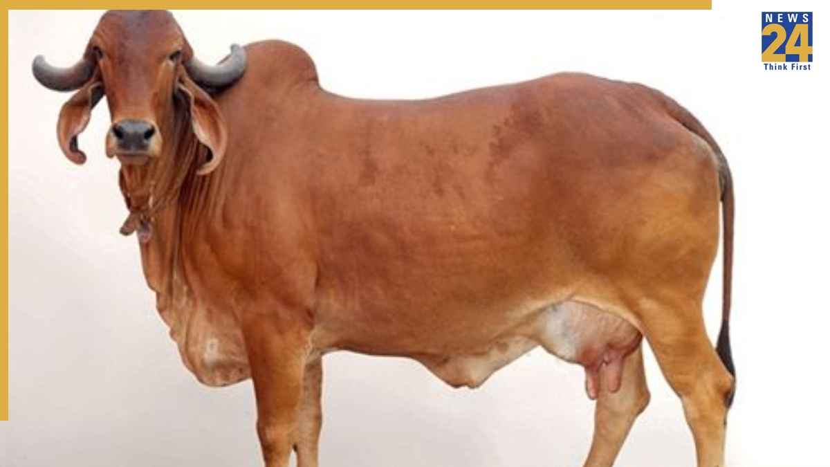 Cow Urine Gold Research Cow Urine Gold Research