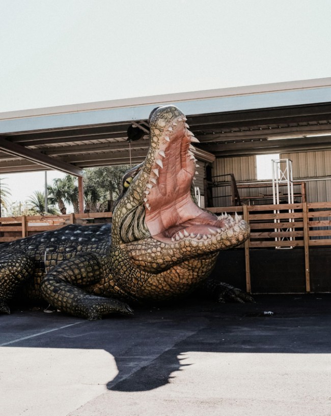 Crocodile Meat-1-2-3-4