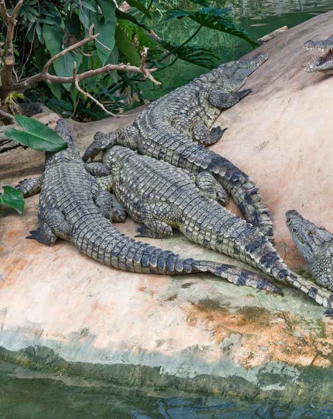 लोग जिंदा खाते हैं मगरमच्छ