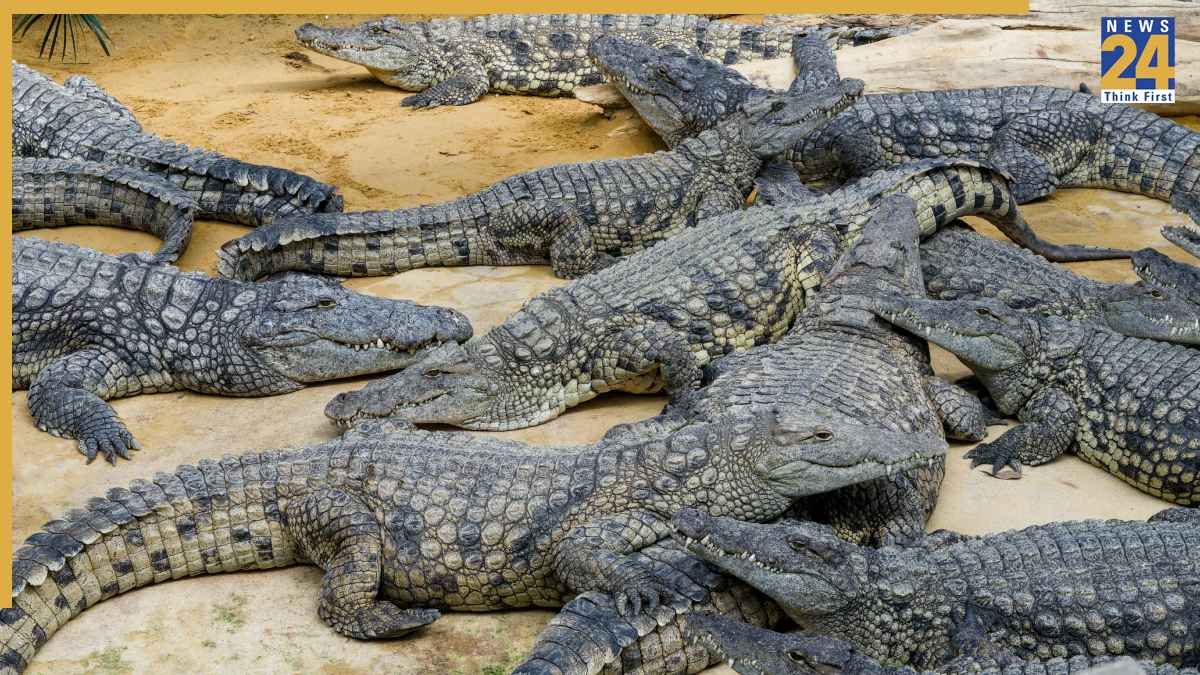Crocodile Meat