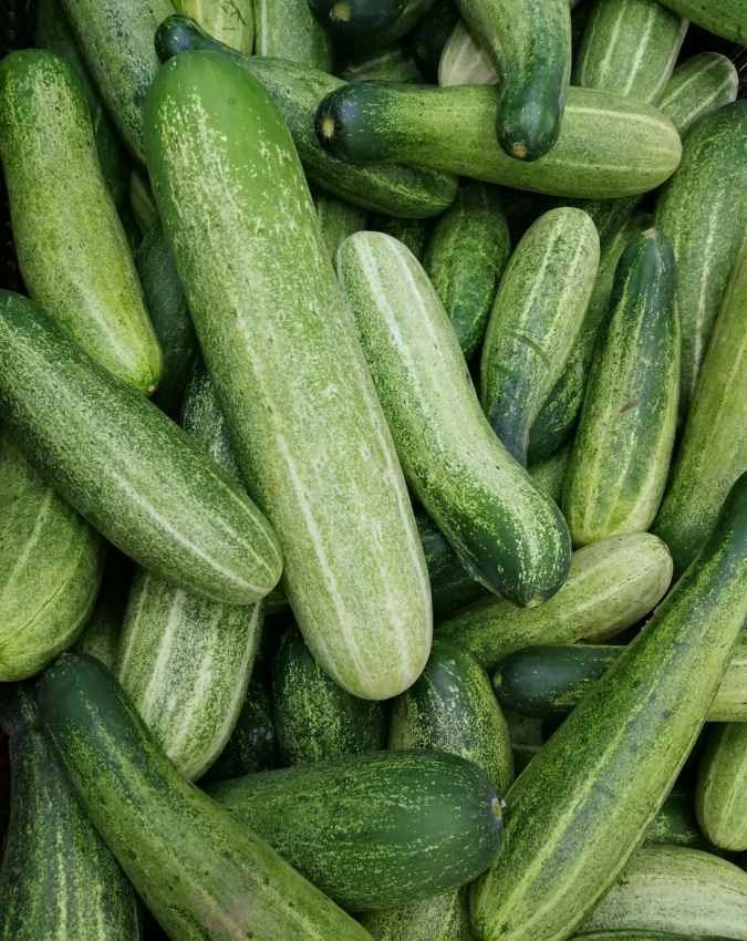 खीरा (Cucumber)