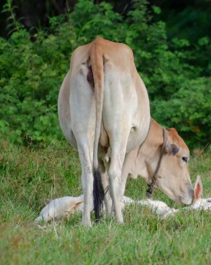 क्यों है यह अमृत समान?