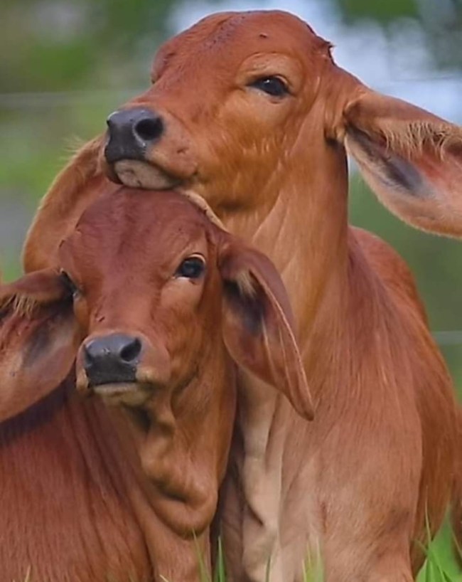 Cow Urine Gold Research-1-2-3-4