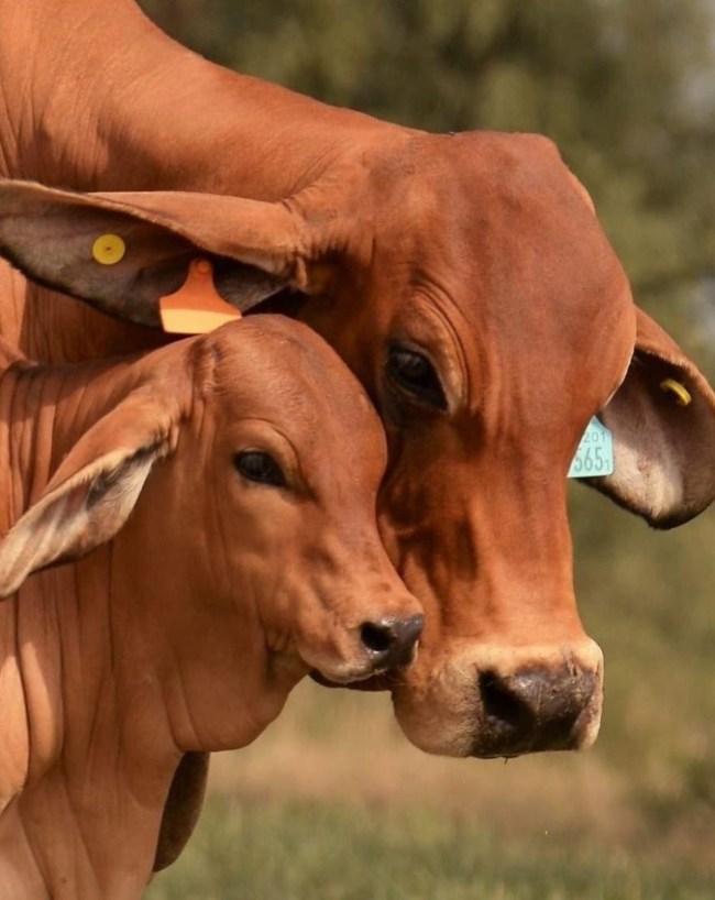 Cow Urine Gold Research-1-2-3-4-5