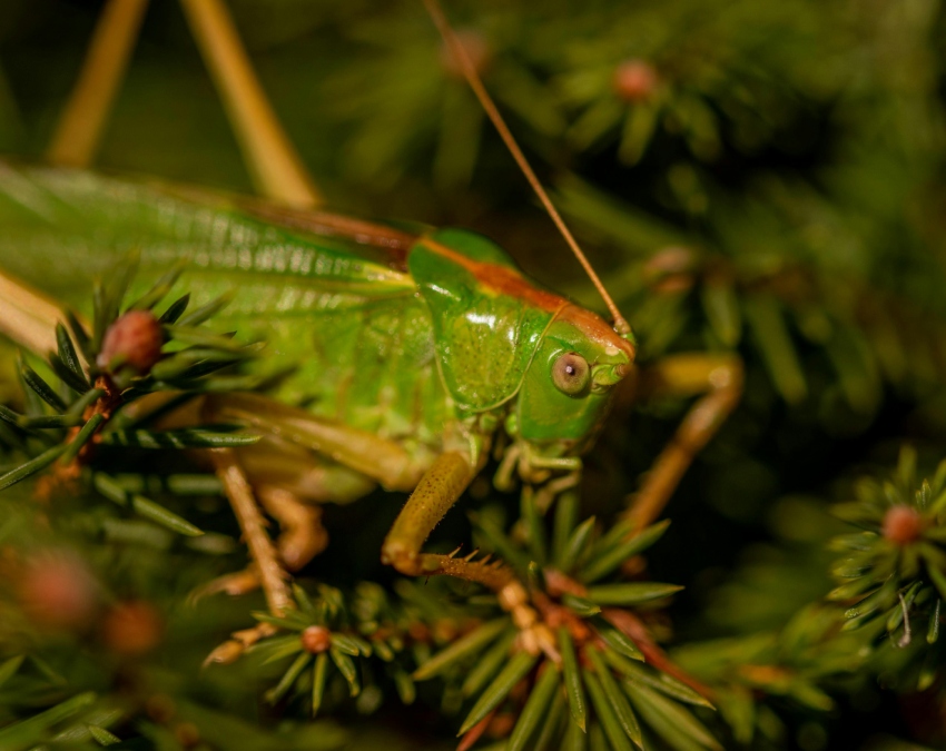 Grasshopper Facts Grasshopper Facts-1-2-3-4-5