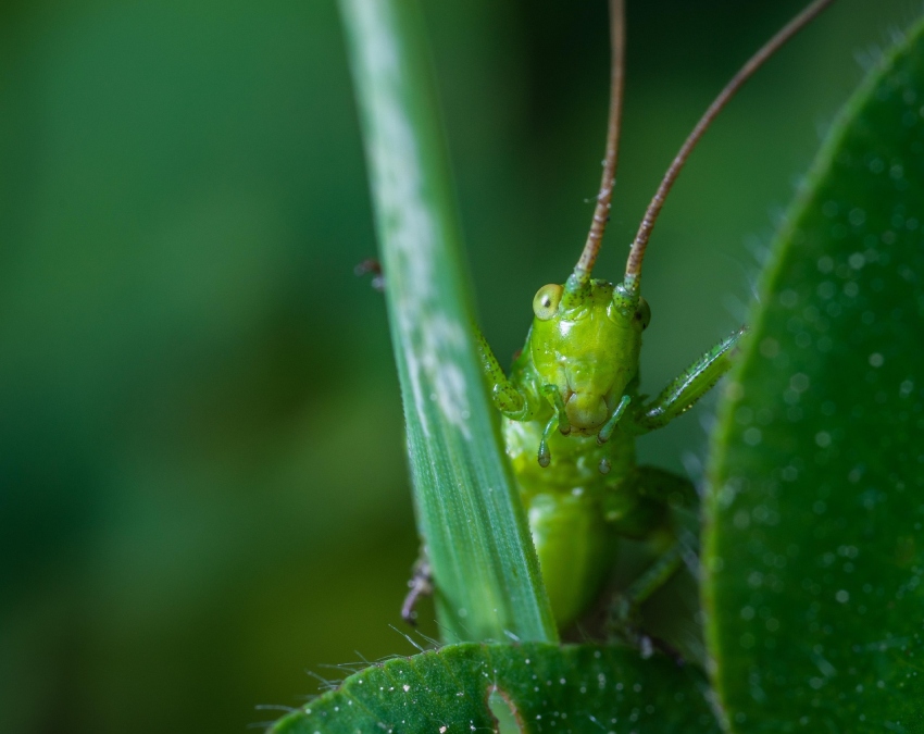 Grasshopper Facts Grasshopper Facts-1-2