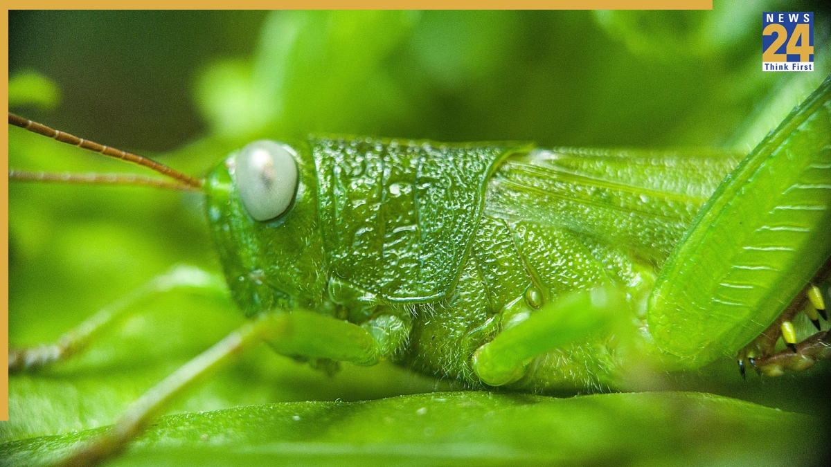 Grasshopper Facts Grasshopper Facts-1