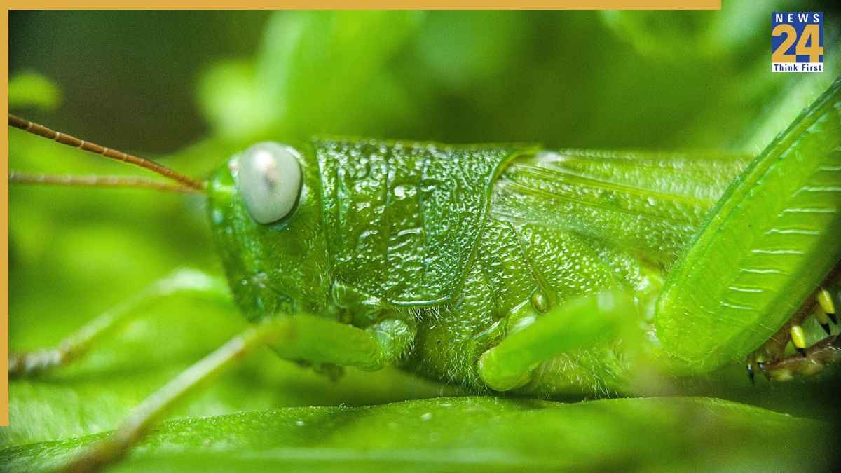 Grasshopper Facts