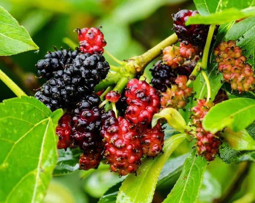क्या है इस सुपरफूड का नाम?