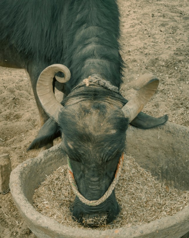 Profitable Dairy Farming Business Plan 2026-1-2-3-4-5