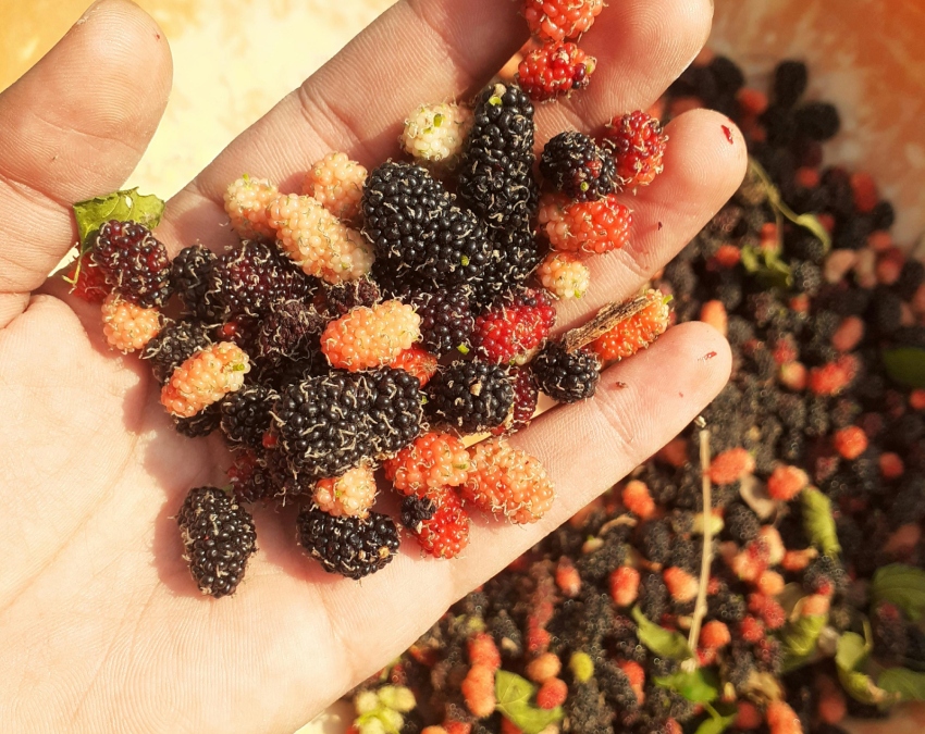 Sahtoot Health Benefits-1-2-3-4-5-6-7-8