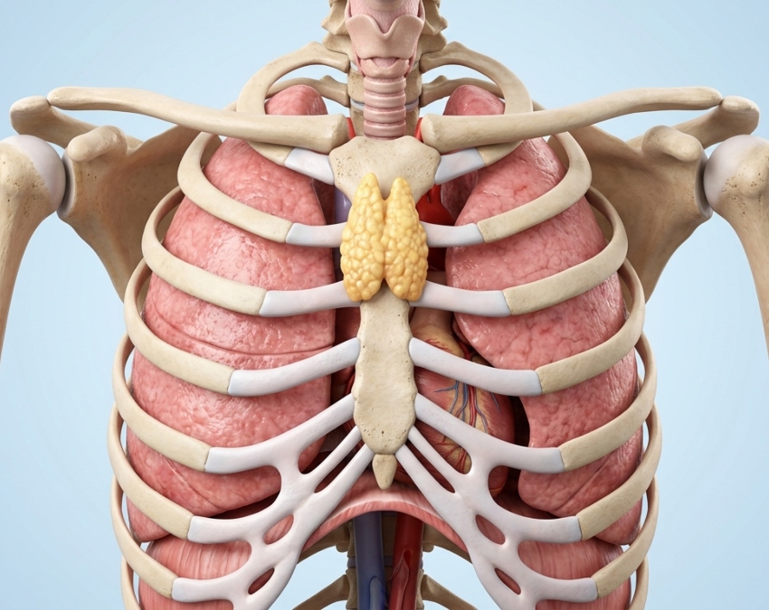 What Is Thymus Gland And What Does It Do-1-2-3-4-5-6-7-8-9