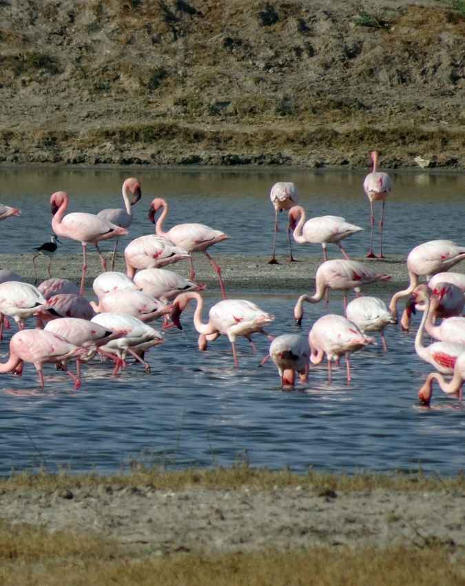 क्या सभी नदियां अरब सागर में गिर जाती है?