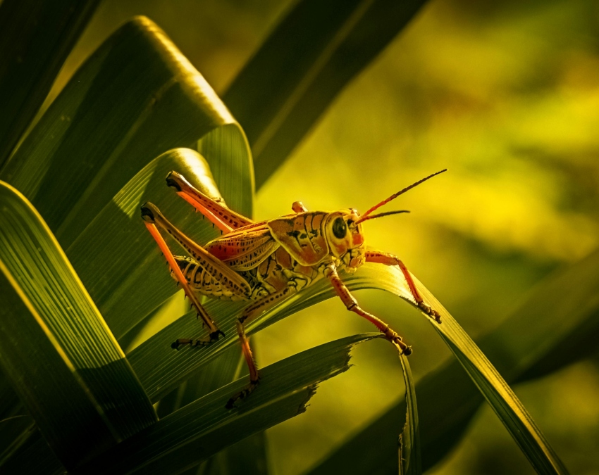 Grasshopper Facts Grasshopper Facts-1-2-3-4-5-6