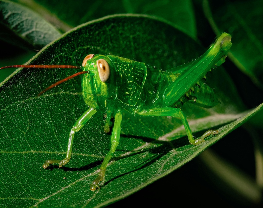 Grasshopper Facts Grasshopper Facts-1-2-3-4-5-6-7