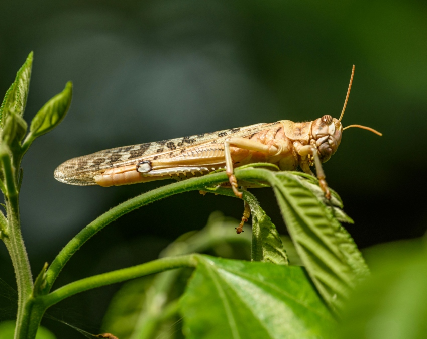 Grasshopper Facts Grasshopper Facts-1-2-3-4