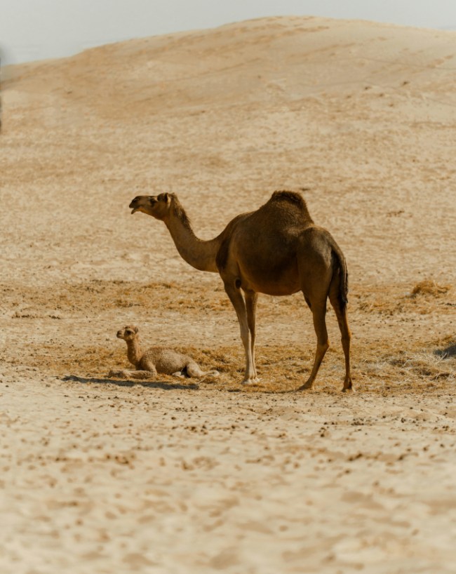Oontni Ka Doodh Meetha-1-2-3-4-5-6-7-8