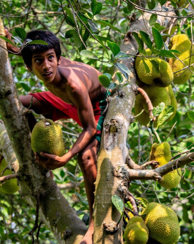 Jackfruit Side Effects-1-2-3-4-5-6-7-8-9-10
