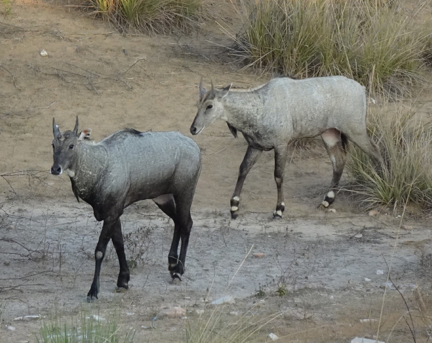 Nilgai Animal Facts-1-2-3-4-5-6-7-8