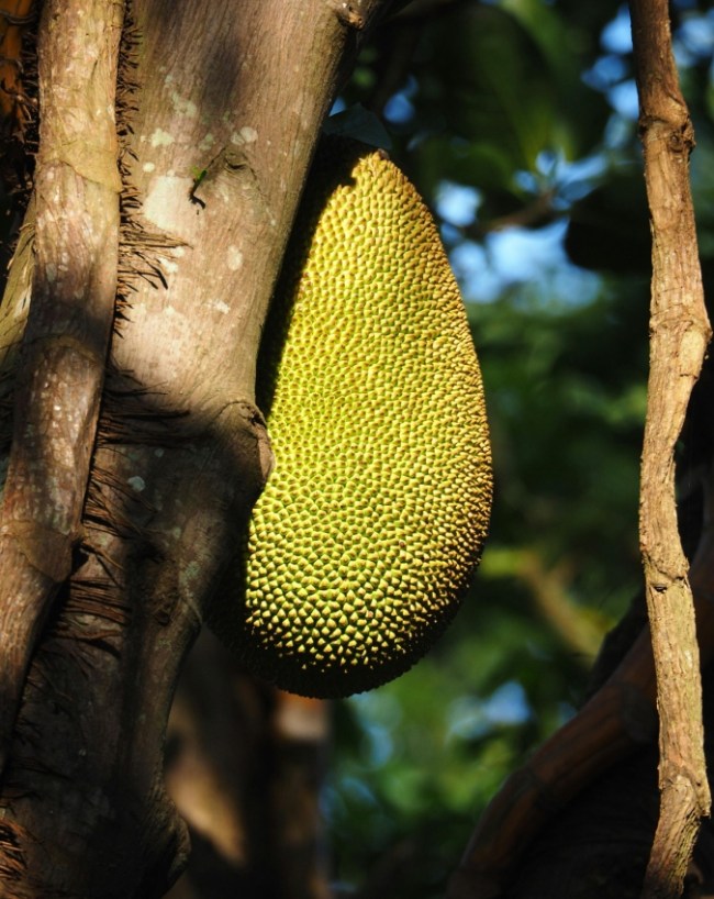 Jackfruit Side Effects-1-2-3