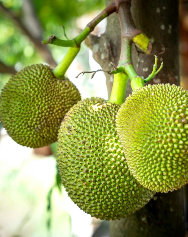 Jackfruit Side Effects-1-2-3-4-5