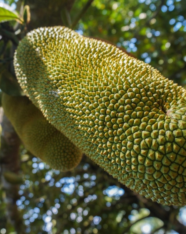 Jackfruit Side Effects-1-2-3-4