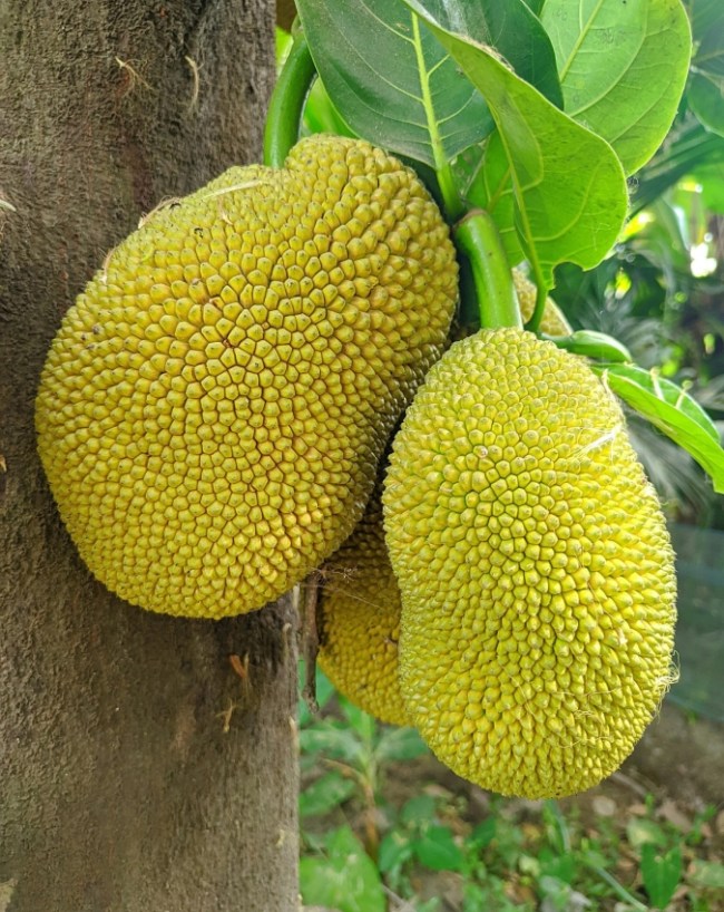 Jackfruit Side Effects-1-2-3-4-5-6