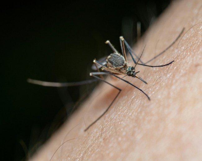 Brain Malaria Symptoms-1-2-3-4-5-6-7-8-9
