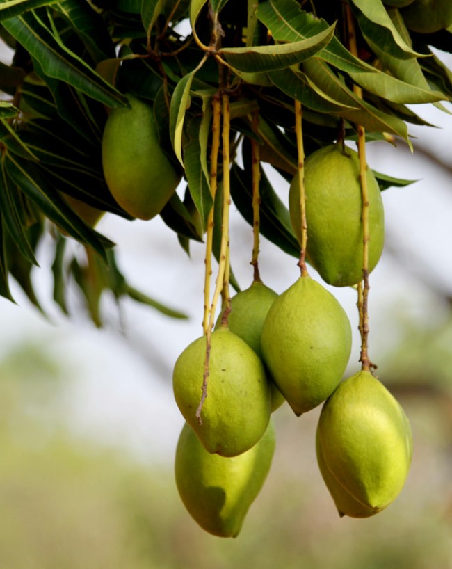 Famous Stories About Malda Mango-1-2-3-4-5-6-7-8