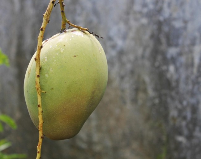 How To Choose Good Mango-1-2-3-4-5-6