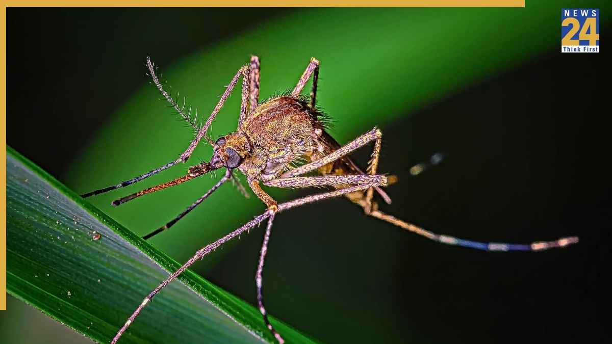 बिना किसी धुएं वा केमिकल की मदद से मच्छरों से ऐसे पाएं छुटकारा? न सेहत पर पड़ेगा असर न होगी खांसी की समस्या!