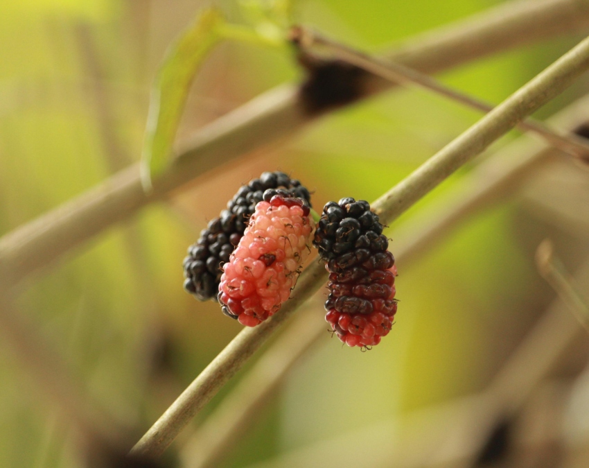 Sahtoot Health Benefits-1-2-3-4