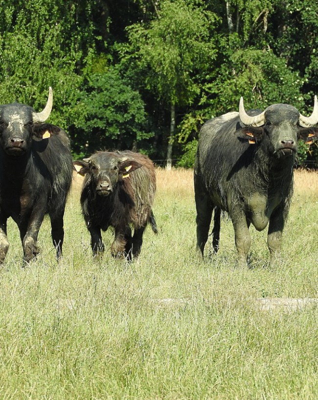 Profitable Dairy Farming Business Plan 2026-1-2