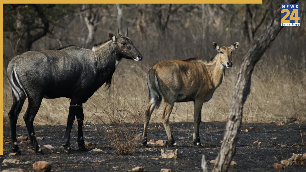 Nilgai Animal Facts-1