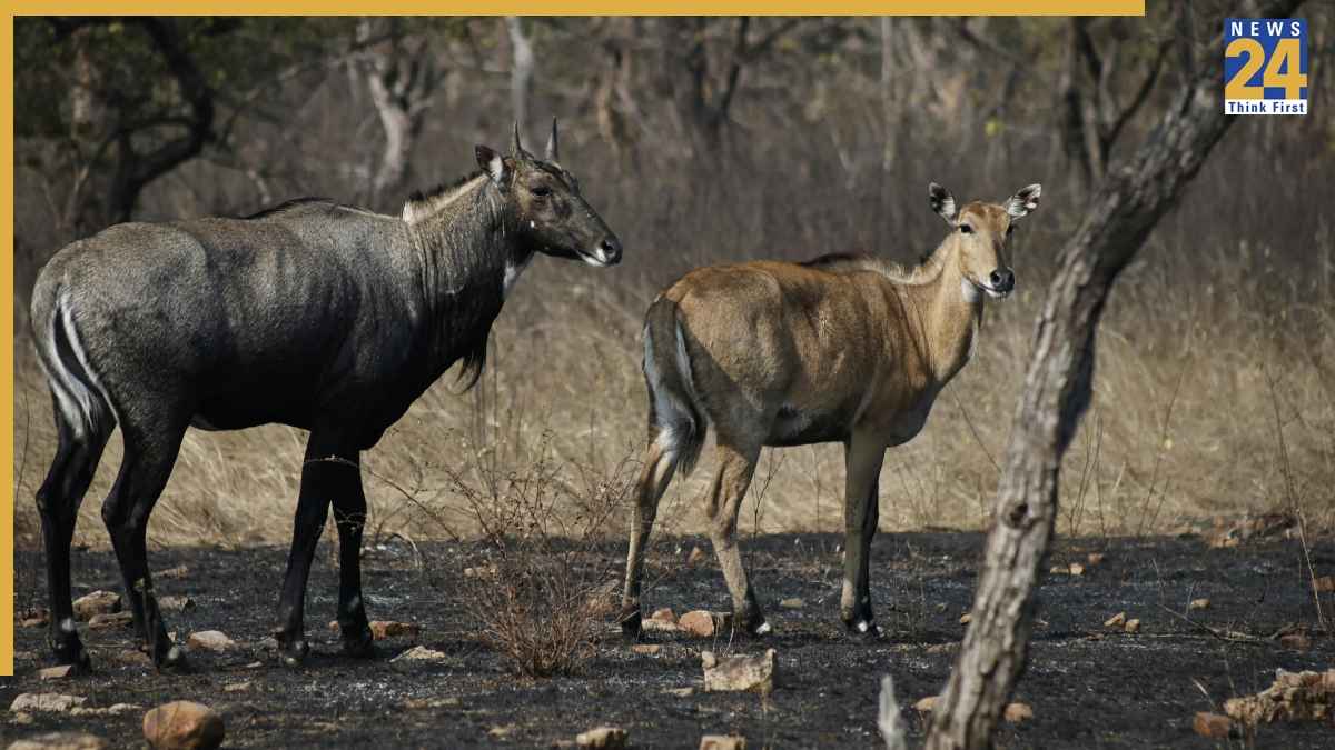 Nilgai Animal Facts