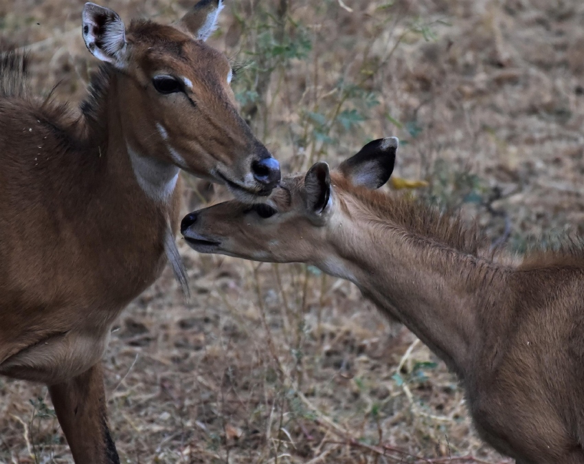 Nilgai Animal Facts-1-2-3-4-5-6
