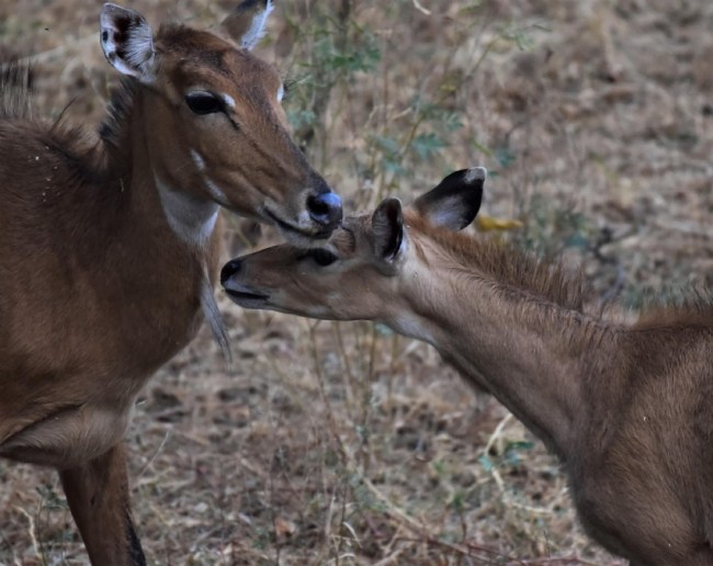 Nilgai Animal Facts-1-2-3-4-5-6