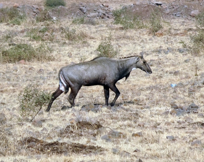 Nilgai Animal Facts-1-2-3-4-5-6-7