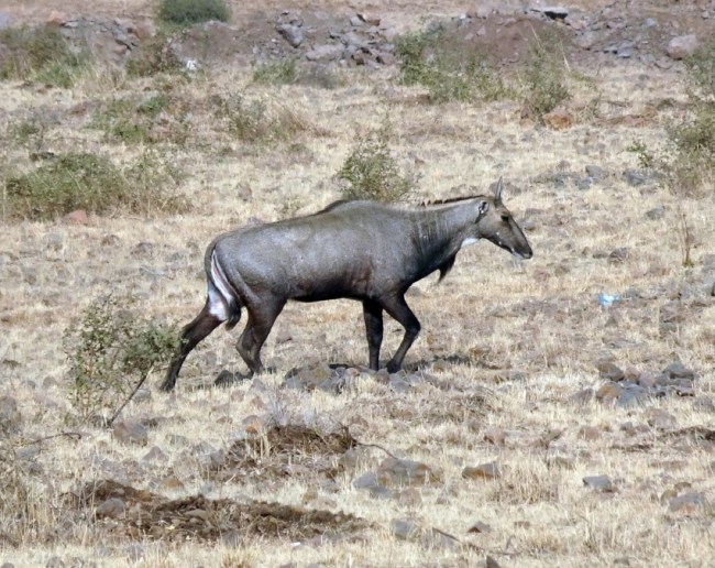 Nilgai Animal Facts-1-2-3-4-5-6-7