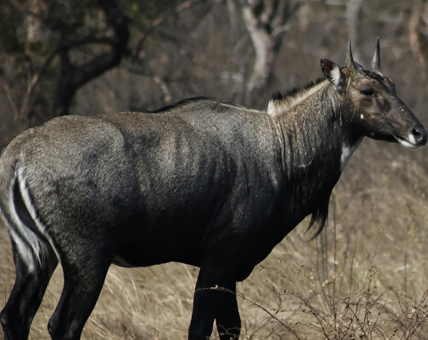 Nilgai Animal Facts-1-2-3-4