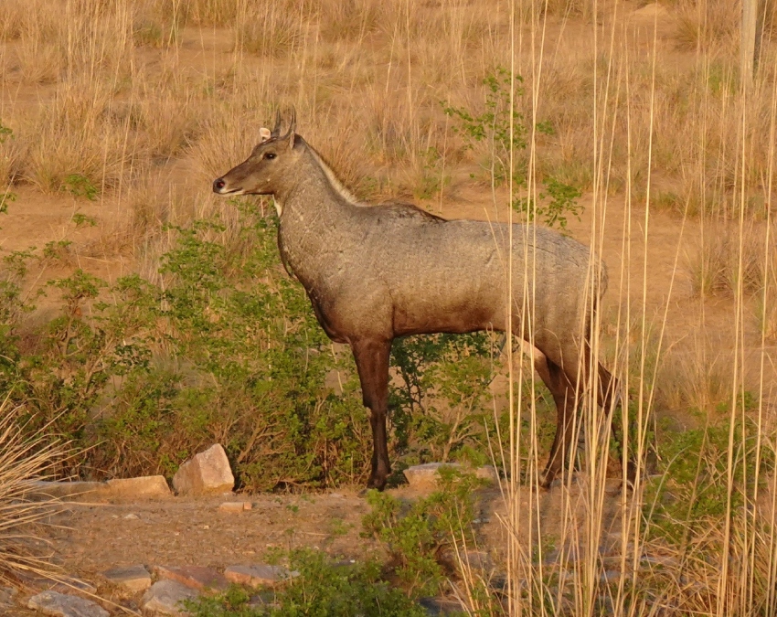 Nilgai Animal Facts-1-2-3-4-5