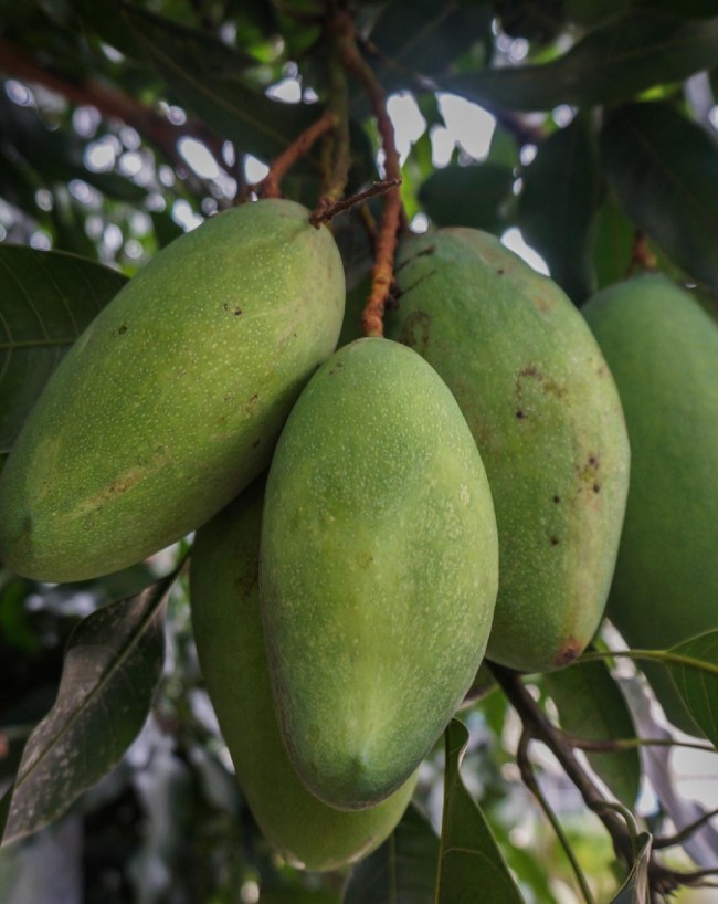 Famous Stories About Malda Mango-1-2-3-4