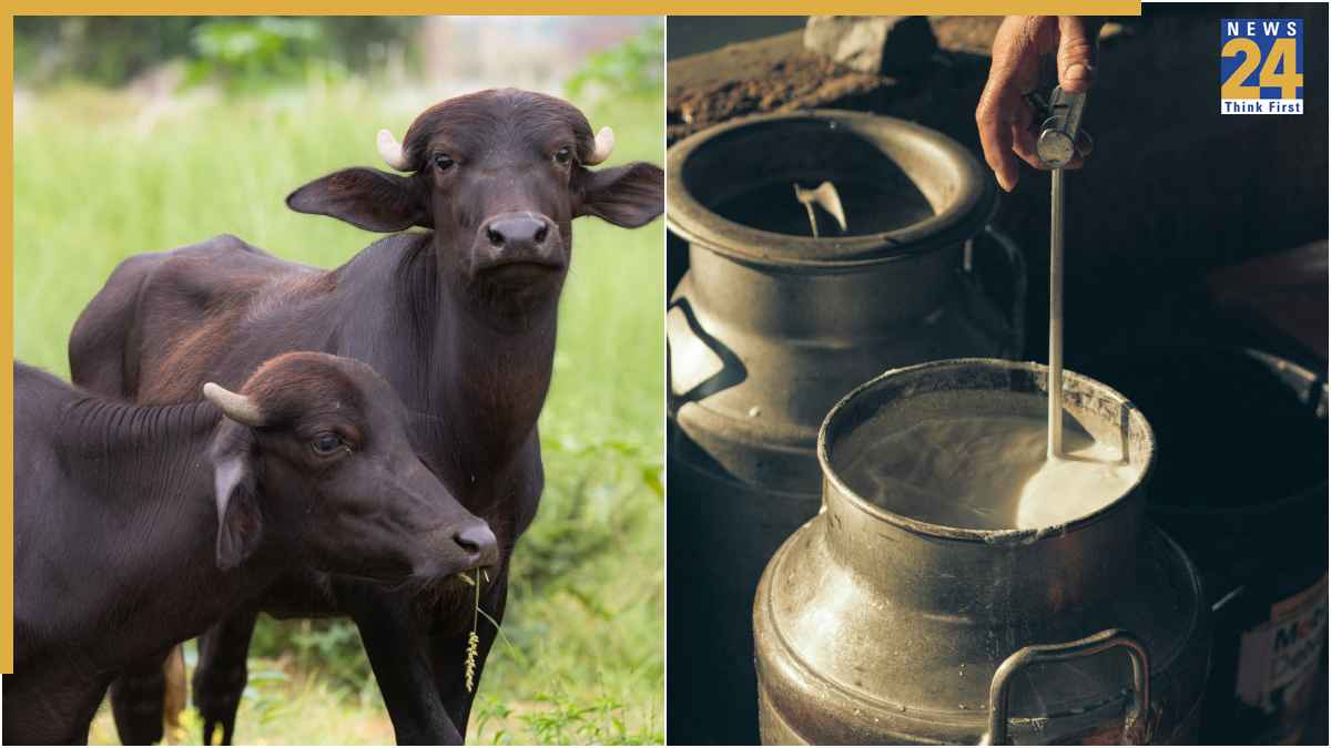 Profitable Dairy Farming Business Plan 2026