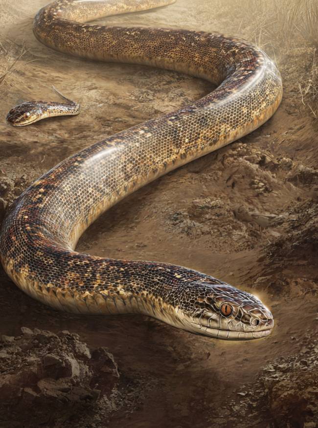 Snake With Legs-1-2-3-4-5