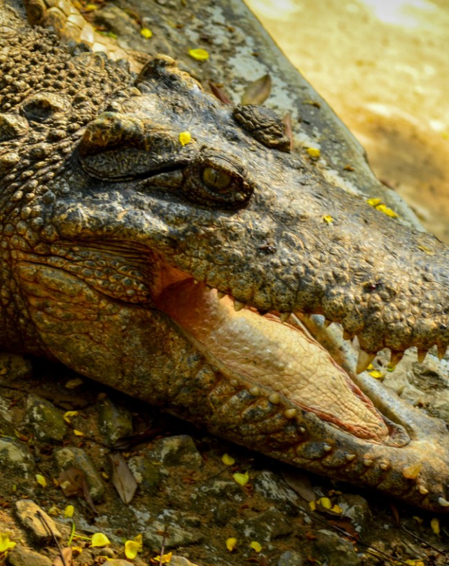 Crocodile Meat-1-2-3-4-5-6-7