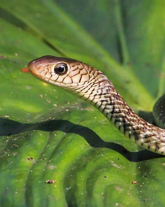 कैसे काम करता है यह रक्षक?