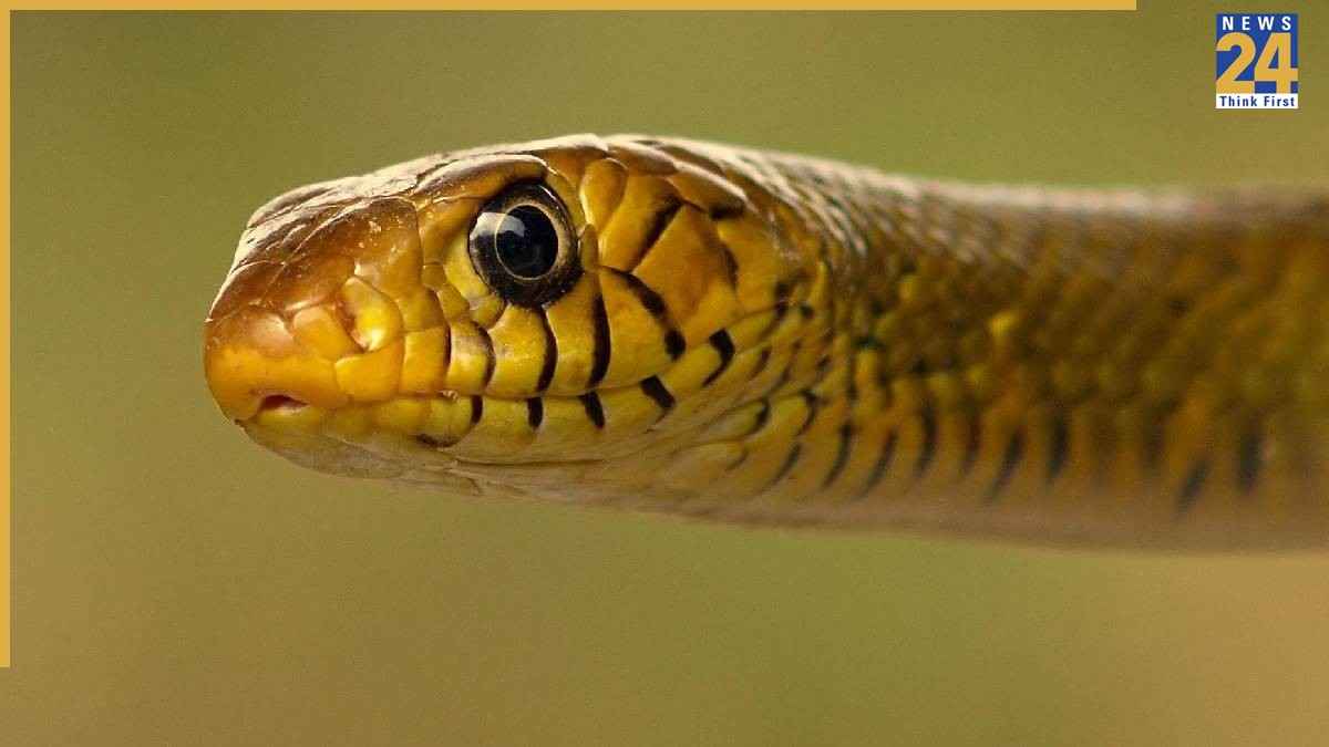 Rat Snake Benefits for Farmers (6) Rat Snake Benefits for Farmers (6)